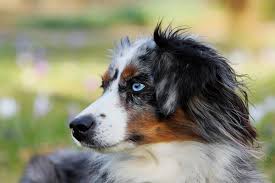 House training an australian shepherd. Ynx5gnmsrhcn6m
