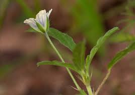 Image result for Monsonia angustifolia