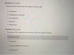 What determines the shape of animal cells. Question 11 1 Point What Primarily Determines The Chegg Com