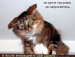 скачать песню а он тебя целует говорит что любит Kotodrom 2 Ot Mihalycha Smeshnye Fotografii Zhivotnyh Koshachi Memy Zhivotnye