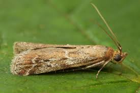 Image result for Delplanqueia inscriptella