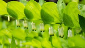 The plants respond well to daily misting, regular fertilizing, and diligent deadheading. Close Up Polygonatum Or King Solomons Seal With Little White Bell Flowers Hanging Beneath The Leaves In The Forest Stock Photo Picture And Royalty Free Image Image 102034934
