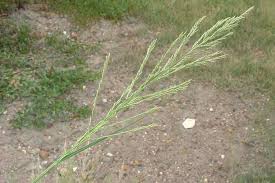 Image result for Leptochloa uniflora