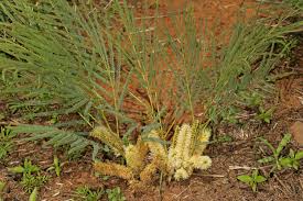 Image result for Elephantorrhiza elephantina