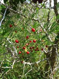 Image result for Asparagus natalensis