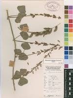 Image result for Rhynchosia sublobata