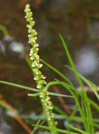 Image result for Triglochin striata