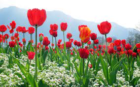 Red And White Tulips Flowers Red Tulips Flower Images
