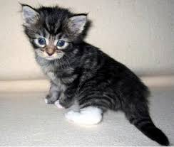 As a responsible cat owner do not be tempted to buy a. Where To Find Free Maine Coon Kittens Mainecoon Org