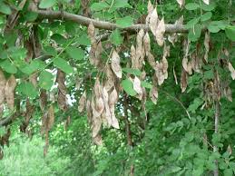Image result for Dalbergia melanoxylon