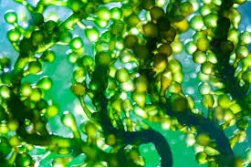 We did not find results for: Animal Like Fungus Like And Plant Like Protists Biology Dictionary