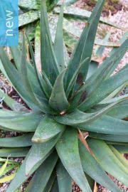 Image result for Aloe spicata
