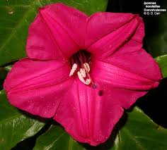 Image result for Convolvulaceae