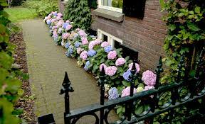 Hortensien findet man heutzutage häufig in heimischen gärten. Hortensien Bluten Selbst De