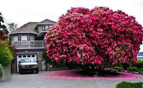 16 Of The Most Magnificent Trees In The World Flowering Trees Plants Shrubs