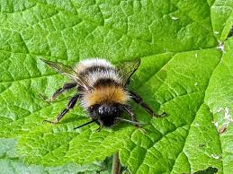 Image result for Bombus campestris