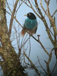 Papua New Guinea Blue Bird Of Paradise Pin On Birdwatching In Papua New Guinea