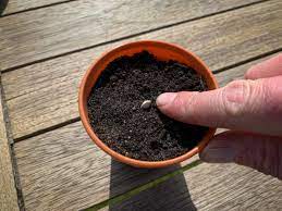 We also offer several types of environmentally friendly fertilpots & strips. How To Grow Sunflowers Kids Do Gardening