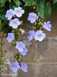 Image result for Thunbergia reticulata