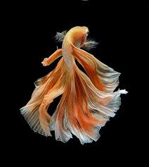 Untrained eye will see this color as a red, but using certain. This Betta Fish Photography Is Anything But Basic
