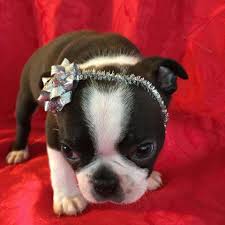 Description bella is an adorable little aca reg. The Best Parrots In The World Boston Terrier Puppies For Sale In Florida