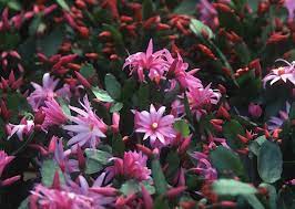 When she's not writing, you can probably find her swimming at the beach, playing soccer, and catching up on the latest movies (she's a big fan of award season)! Easter Cactus No Spines Yet Still A Prickly Customer Laidback Gardener