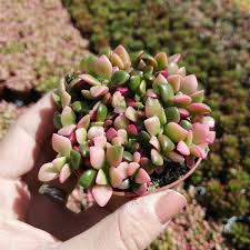 Image result for Anacampseros subnuda