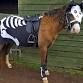 Poppets Ponies Trick or Treat event image