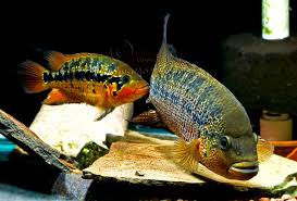 Parachromis Motaguense Red Tiger Rio Blanco Cichlids American Cichlid Freshwater Fish