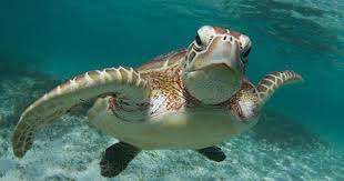 Pin On Help Protect Save Animals