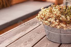 She's been with the company for. Potted Heather Flowers On Wooden Table Outdoors Stock Photo Crushpixel