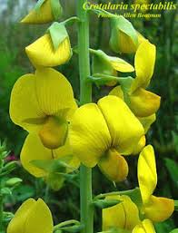 Image result for Crotalaria schliebenii