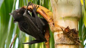 El virus del ébola 1 (ebolavirus) 2 es un género de virus de la familia filoviridae que se detectó por primera vez en algunas regiones de áfrica. Why Are Bat Viruses Such As Hendra And Ebola So Deadly Researchers Investigate Horsetalk Co Nz