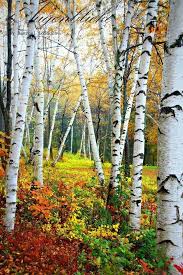 Birch Trees In Fall Pin By Michelle Bradbury On Beautiful Places Nature Photography Trees Fall Photography Nature Tree Art