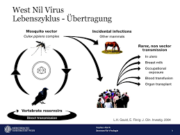 Diesen sommer werden unter anderem in leuven und lüttich neue mückenfallen aufgestellt. West Nil Und Usutu Virus Infektionen Des Menschen In Osterreich Ppt Herunterladen