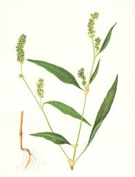 Image result for Persicaria lapathifolia