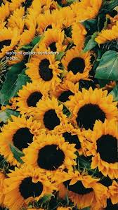 We did not find results for: Pin On Sunflowers