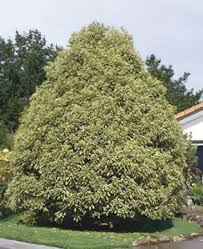 Image result for Pittosporum eugenioides