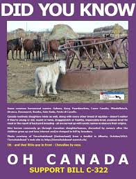 Pin By Roberta Bray Enhus On Our Sorrow And Our Shame Animal Activism Animal Abuse Canadian Horse