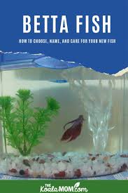 We carry a variety of pet supplies and pet food for cat, dogs and small. Betta Fish How To Buy Name And Care For Your Fish The Koala Mom Betta Fish Betta Fish