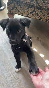 Belgian Malinois Mixed with Pitbull and German Shepherd | TikTok