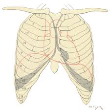 Rib Cage Wikipedia