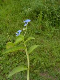 Image result for Commelina latifolia