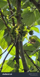 Image result for Bellucia pentamera