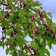 Mulberry trees are deciduous trees that are fast growing and bear edible fruit. How To Grow Mulberries Growing And Caring For Mulberry Trees