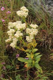 Image result for Crassula vaginata