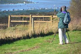 Birding On The Isle Of Wight Isle Of Wight