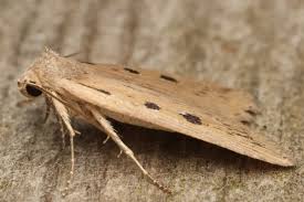 Image result for Chilodes maritima