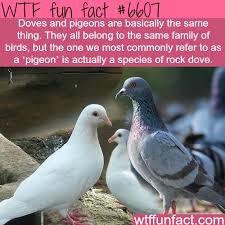 Doves And Pigeon Wtf Fun Facts Fun Facts Wtf Fun Facts Funny Facts