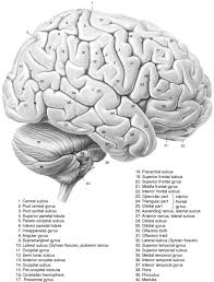 Image result for Brain Gyri